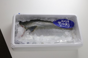 【年末鮮魚】⑥長崎県産養殖ヒラマサフィレ半身（アラ無し）