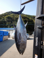 【年末加工品】⑨長崎県産養殖本マグロ４柵（冷凍）