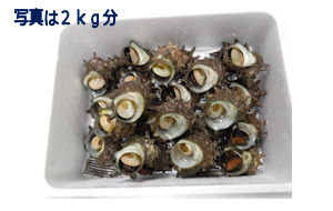 【年末鮮魚】⑨長崎県産サザエ