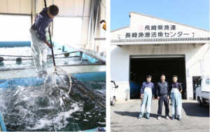 【年末鮮魚】④長崎県産養殖ヒラマサ