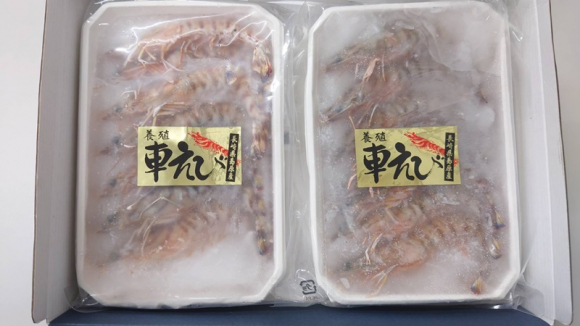 【年末加工品】⑫長崎県産養殖車えび（冷凍）