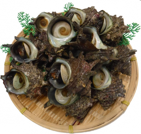 【年末鮮魚】⑨長崎県産サザエ