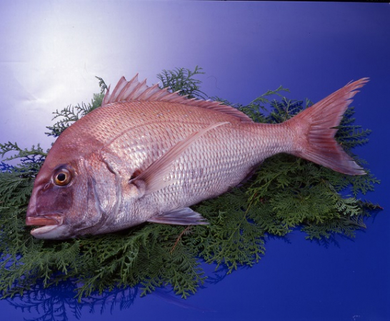 【年末鮮魚】⑧長崎県産養殖マダイ